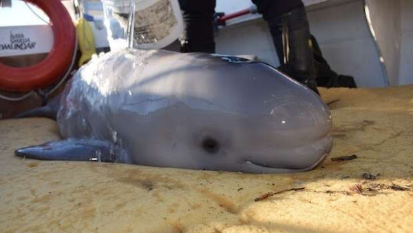 The Baby Beluga That Washed Up On Shore Is Saved By Kids