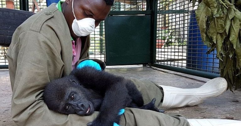 After Being Rescued, An Orphaned Gorilla Asks To Be Cuddled By His Caretaker