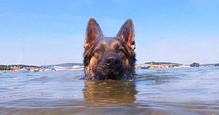 The Loyal Dog Spent More Than 11 Hours In The Water Searching For His Owner And Finally Saved Him