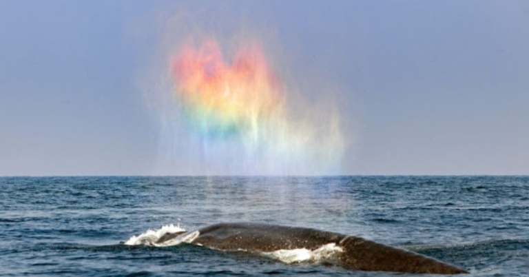 A Giant Blue Whale Appears To Blow A Rainbow Heart In A Magical Moment