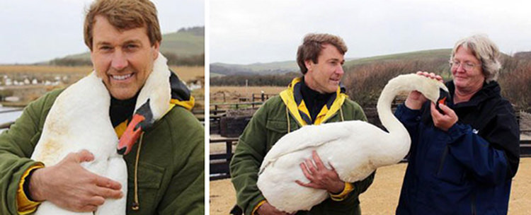 Swan Thanks The Man Who Saved Her By Wrapping Her Neck Around Him