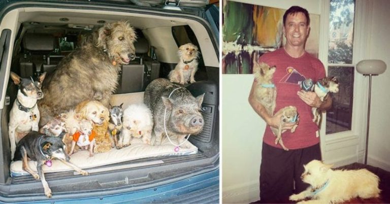 A Man Devotes His Entire Life To Adopting Elderly Dogs Who Are Unable To Find Permanent Homes