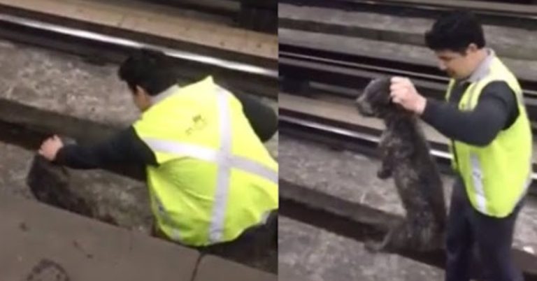 A Train Driver Stops The Train And Saves A Dog !