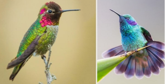 10 Spectacular Hummingbirds From Around The World