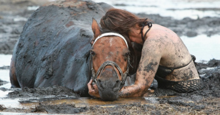 A 900-Pound Animal Becomes Stuck In The Mud, And A Woman Clings To Her Horse For Three Hours