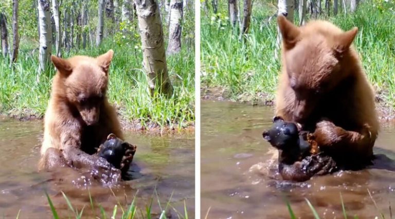 A Trail Camera Captures A Young Bear Bathing With A Toy Bear That He Discovered