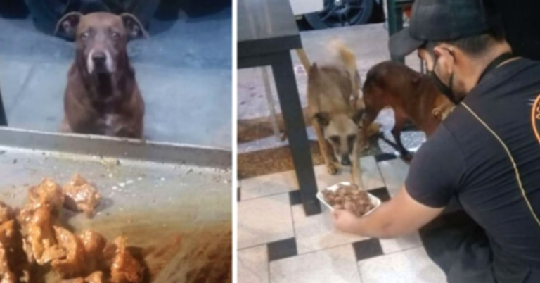 Any Homeless Dog That Comes Into The Restaurant Is Given Free Food