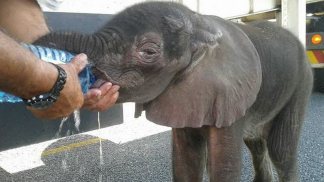 These Truck Drivers Stopped To Help A Thirsty Baby Elephant Who Appeared Out Of Nowhere