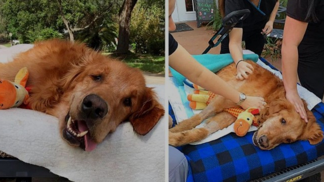 Dog Too Ill To Sit Gets One Last Ride Through Town, Recovers Miraculously